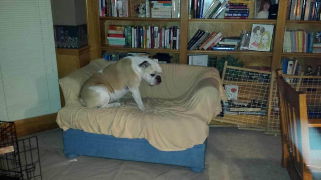 Alternatives to a Dog Bed