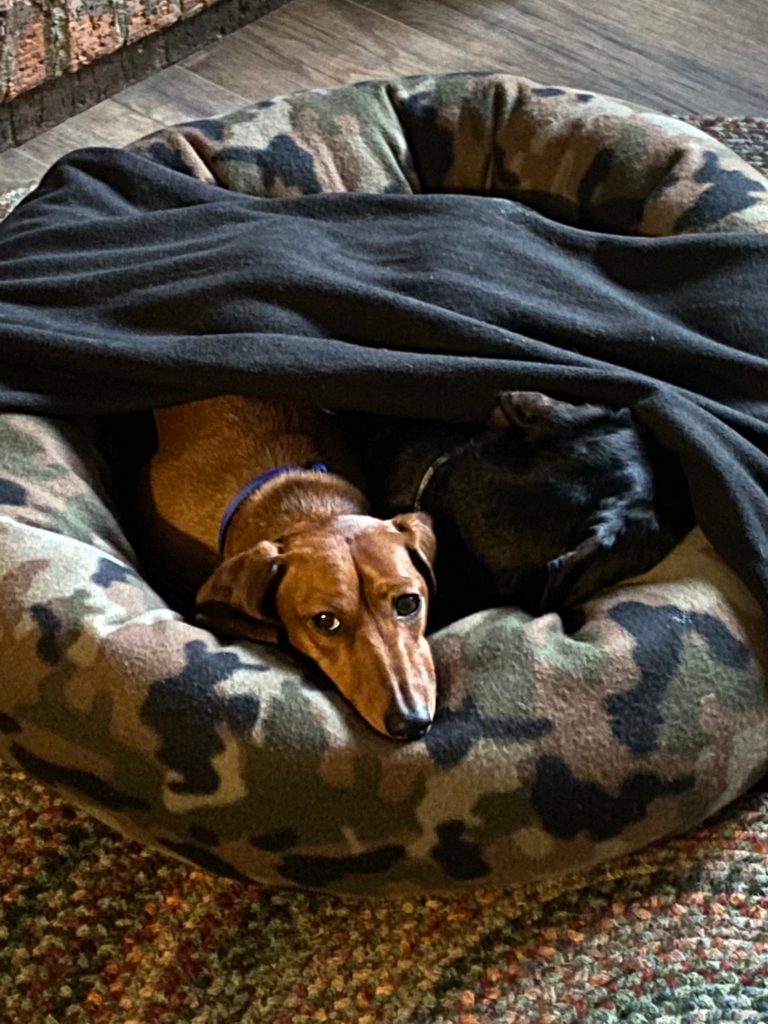 Can a blanket be used as a dog bed?