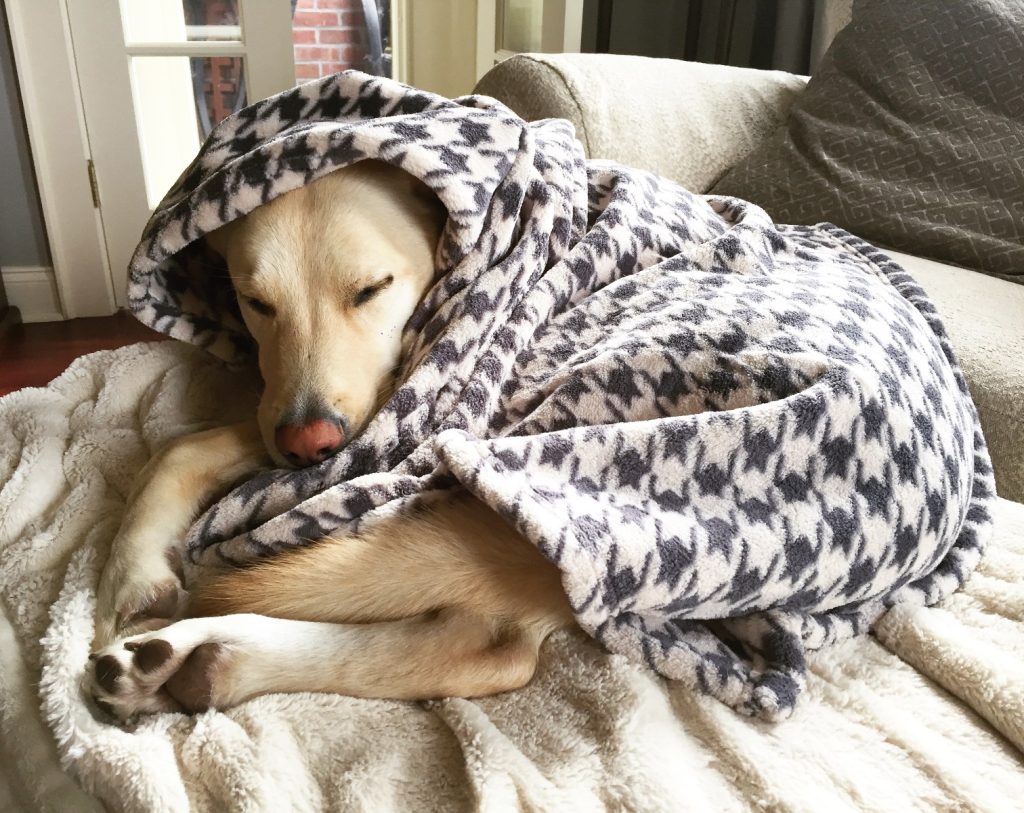 Can a blanket be used as a dog bed?