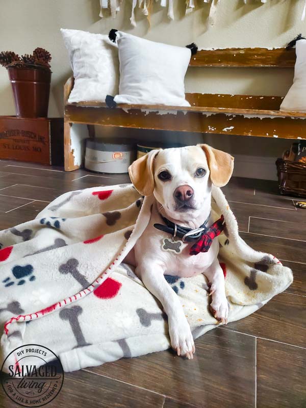 Can a blanket be used as a dog bed?