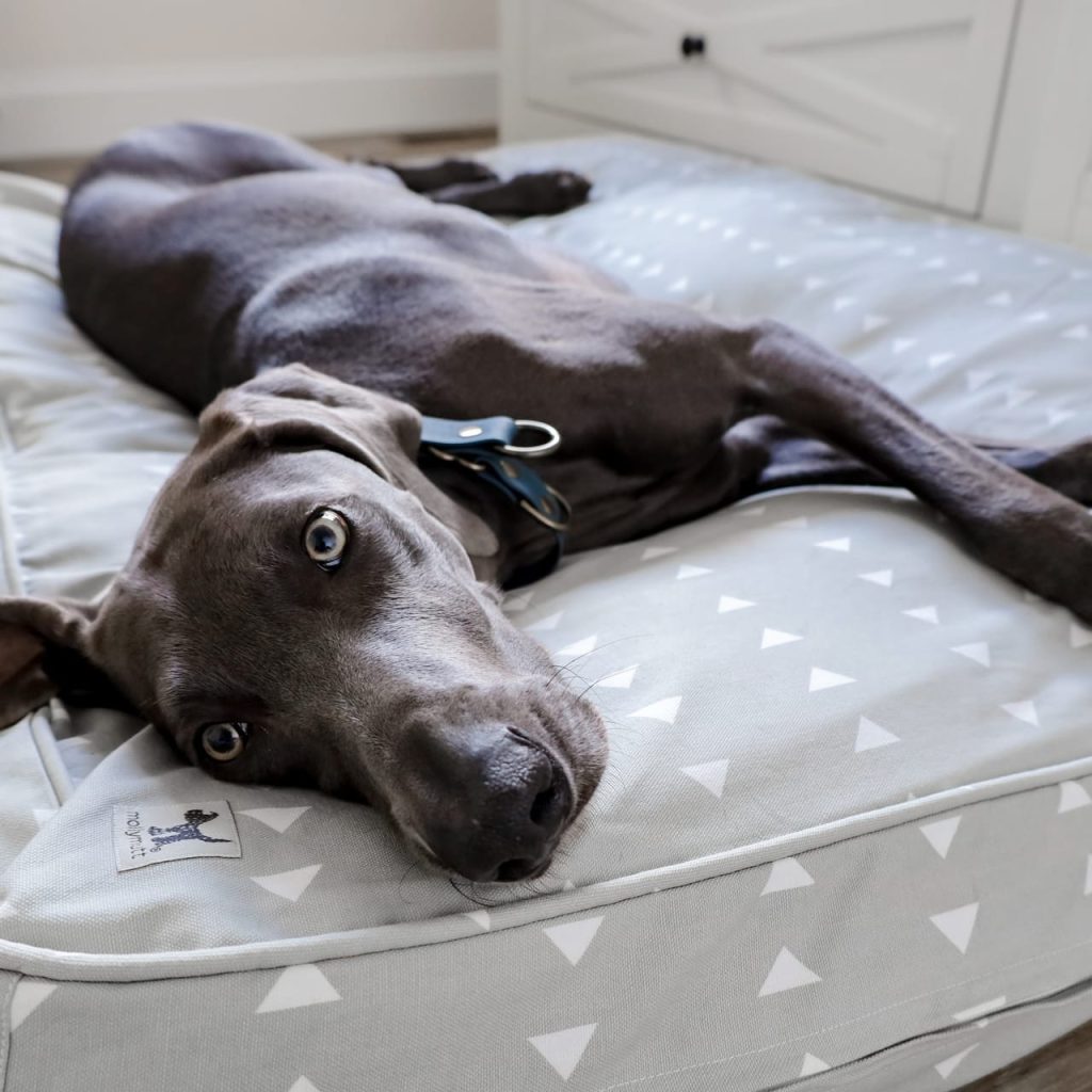 Can a duvet be used as a dog bed?