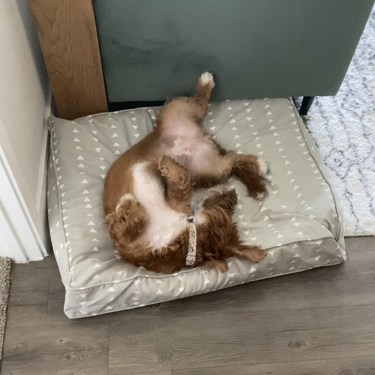 Can a duvet be used as a dog bed?