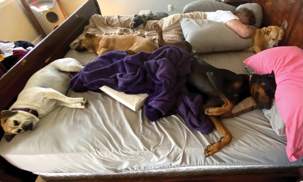 Can Dogs Sleep in Your Bed?