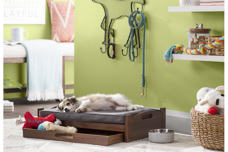 Choosing the Perfect Bed for Your Dog