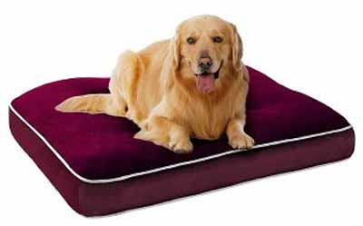 Choosing the Perfect Bed for Your Dog