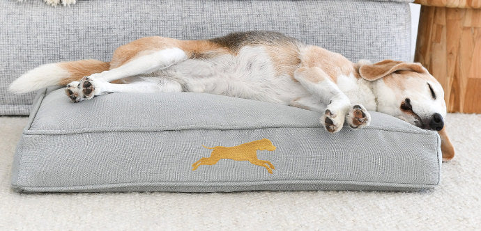 Choosing the Perfect Bed for Your Dog