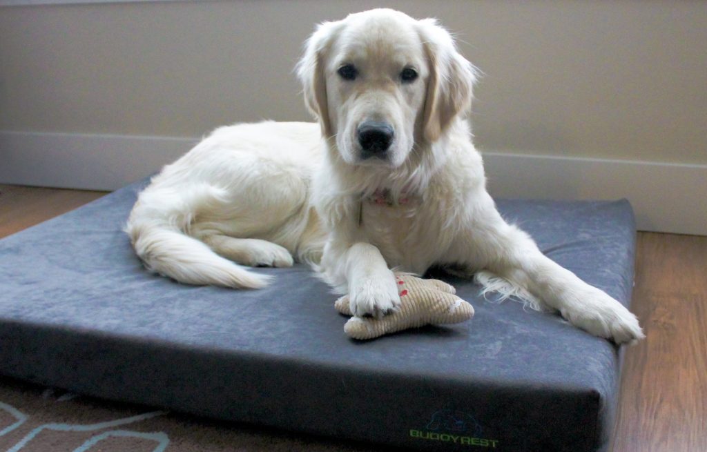 Choosing the Right Size Dog Bed