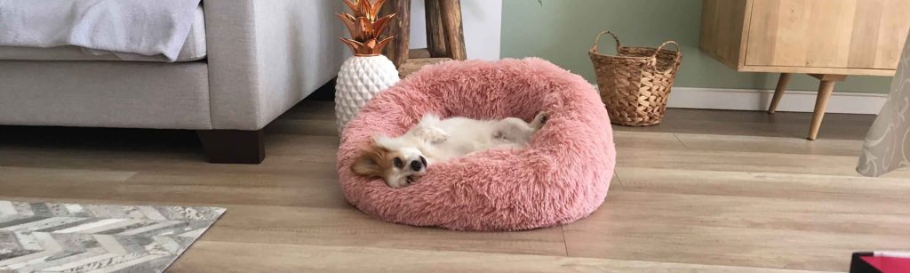 Choosing the Right Size Dog Bed