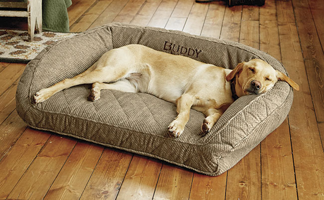 Do dogs prefer hard or soft beds?