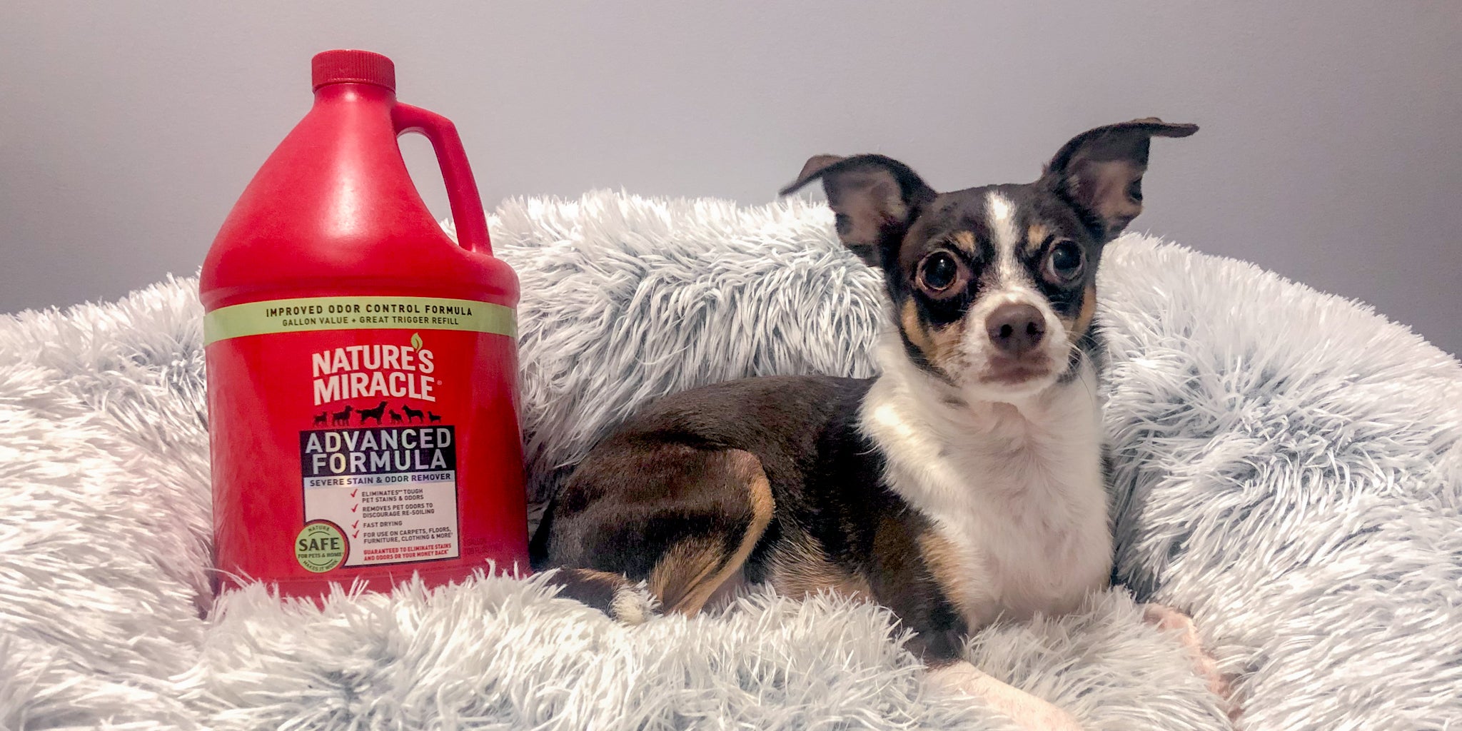 Effective Ways to Clean a Dog Bed Without a Washing Machine