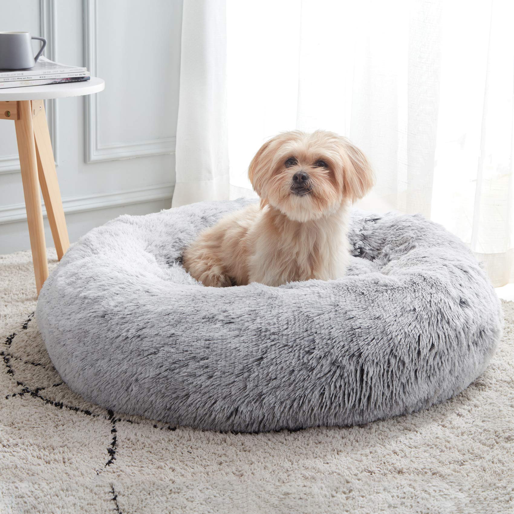 Exploring the Benefits of Dog Beds