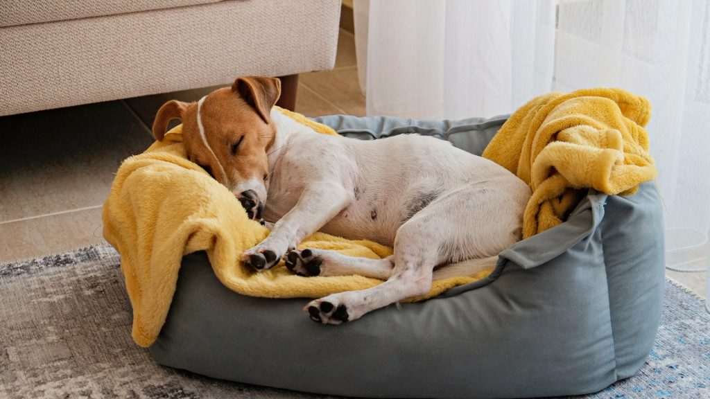 Exploring the Benefits of Dog Beds