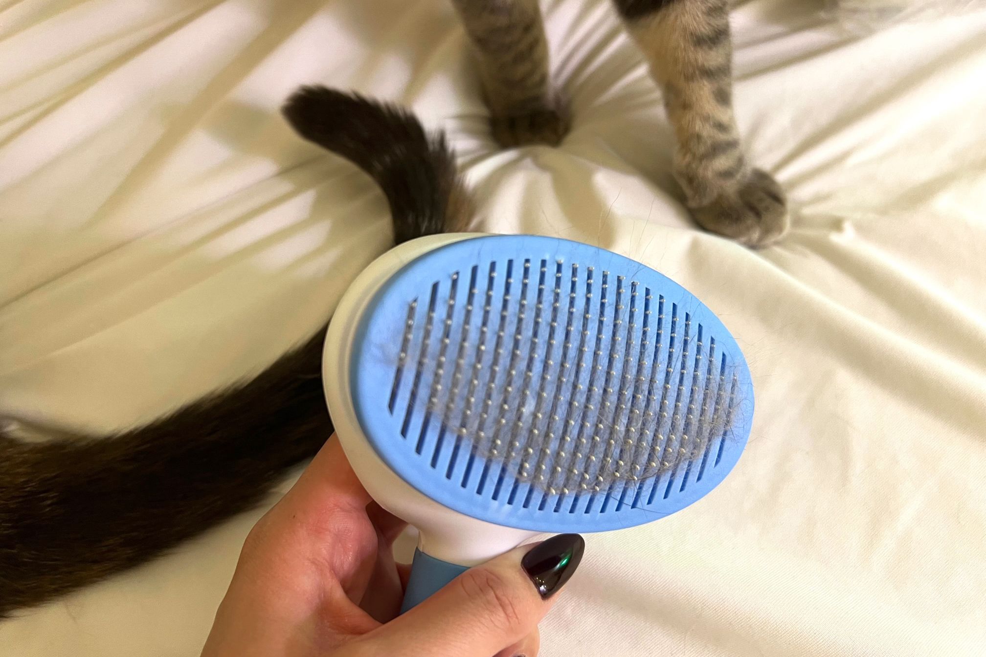 Finding the Best Cat Brushes