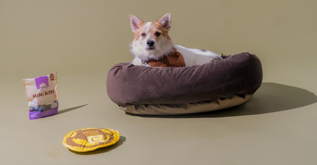 Finding the Perfect Spot: Best Place for a Dog Bed in a Bedroom