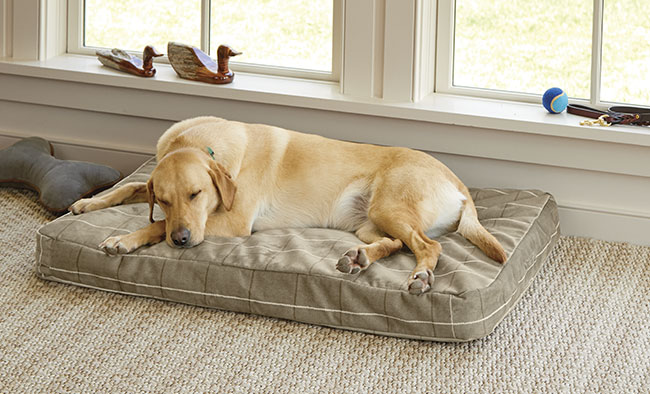 Finding the Perfect Spot: Best Place for a Dog Bed in a Bedroom