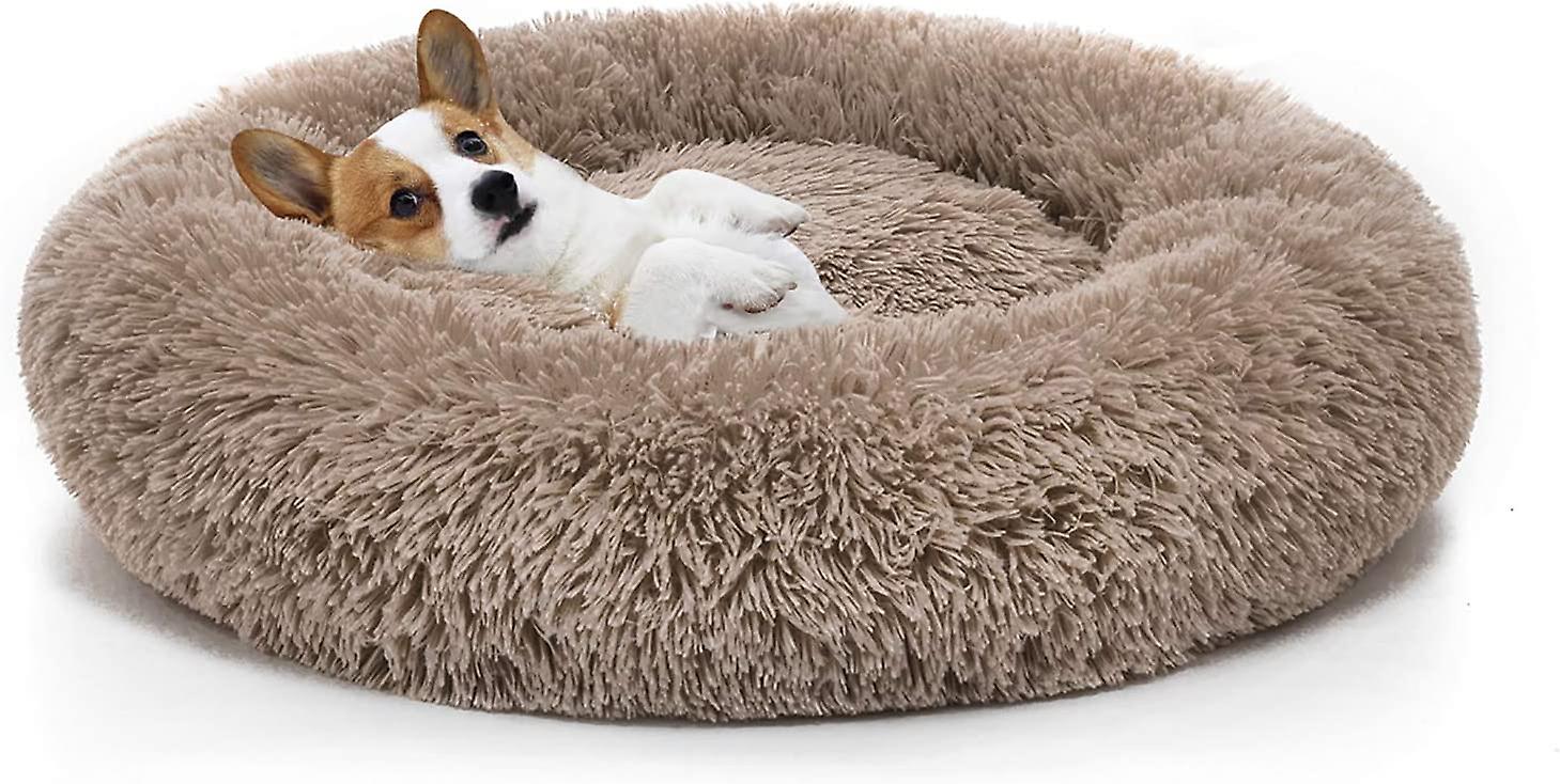 Finding the Perfect Spot: Best Place for a Dog Bed in…