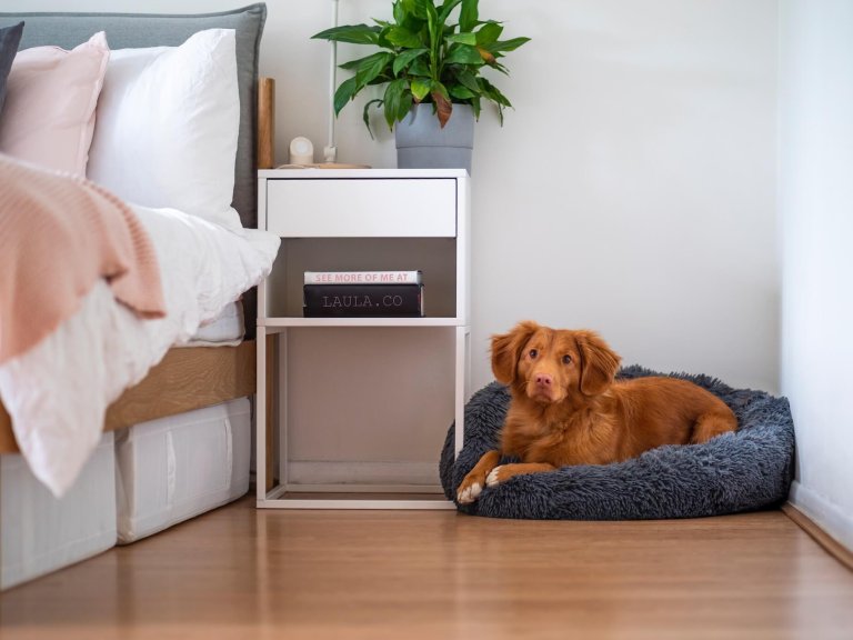 Finding the Perfect Spot: Best Place for a Dog Bed in a Bedroom