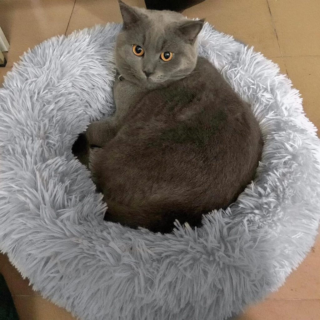 FISTAD Dog Bed Cat Bed, Washable Warm Plush Round Cat Bed Pet Bed with Anti Slip Bottom Suitable for Cat and Small/Medium Dogs (40cm Light Grey)