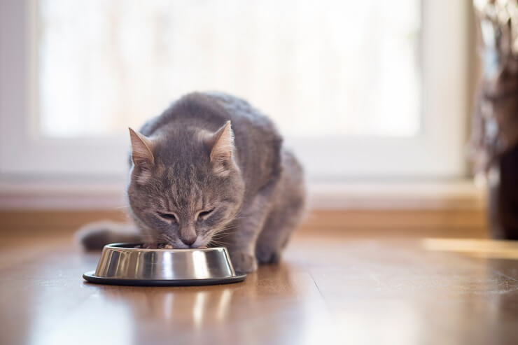 Quality Cat Bowls