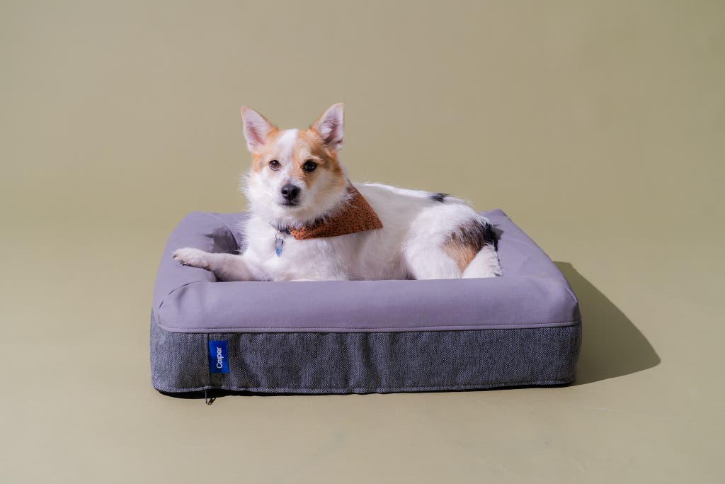 The Best Bed for Your Dog: A Guide to Choosing the Perfect Option