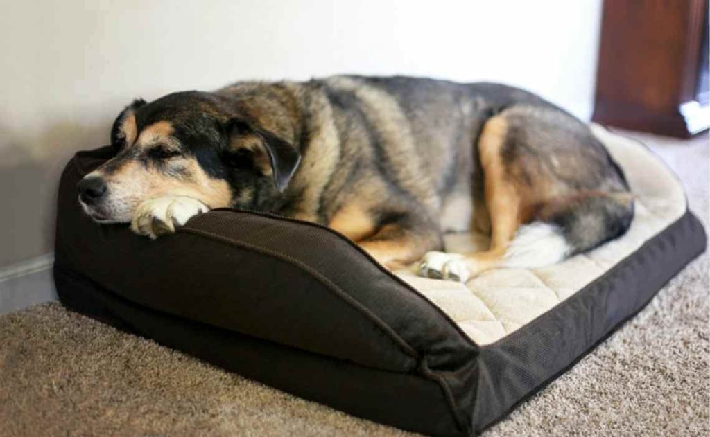 The Best Bed for Your Dog: A Guide to Choosing the Perfect Option