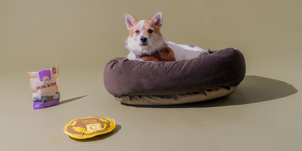 The Best Bed for Your Dog: A Guide to Choosing the Perfect Option