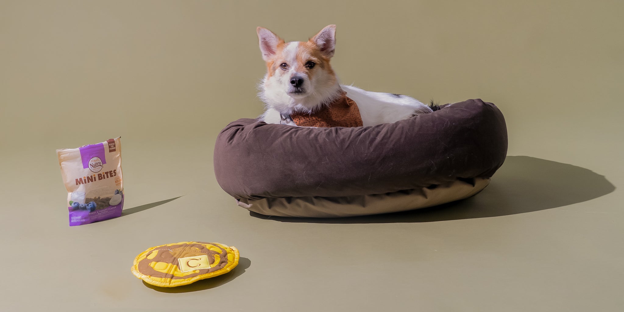 The Best Bed for Your Dog: A Guide to Choosing…