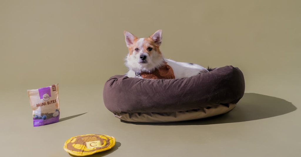 The Best Dog Bed Buying Guide