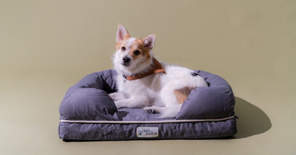 The Best Dog Bed Buying Guide