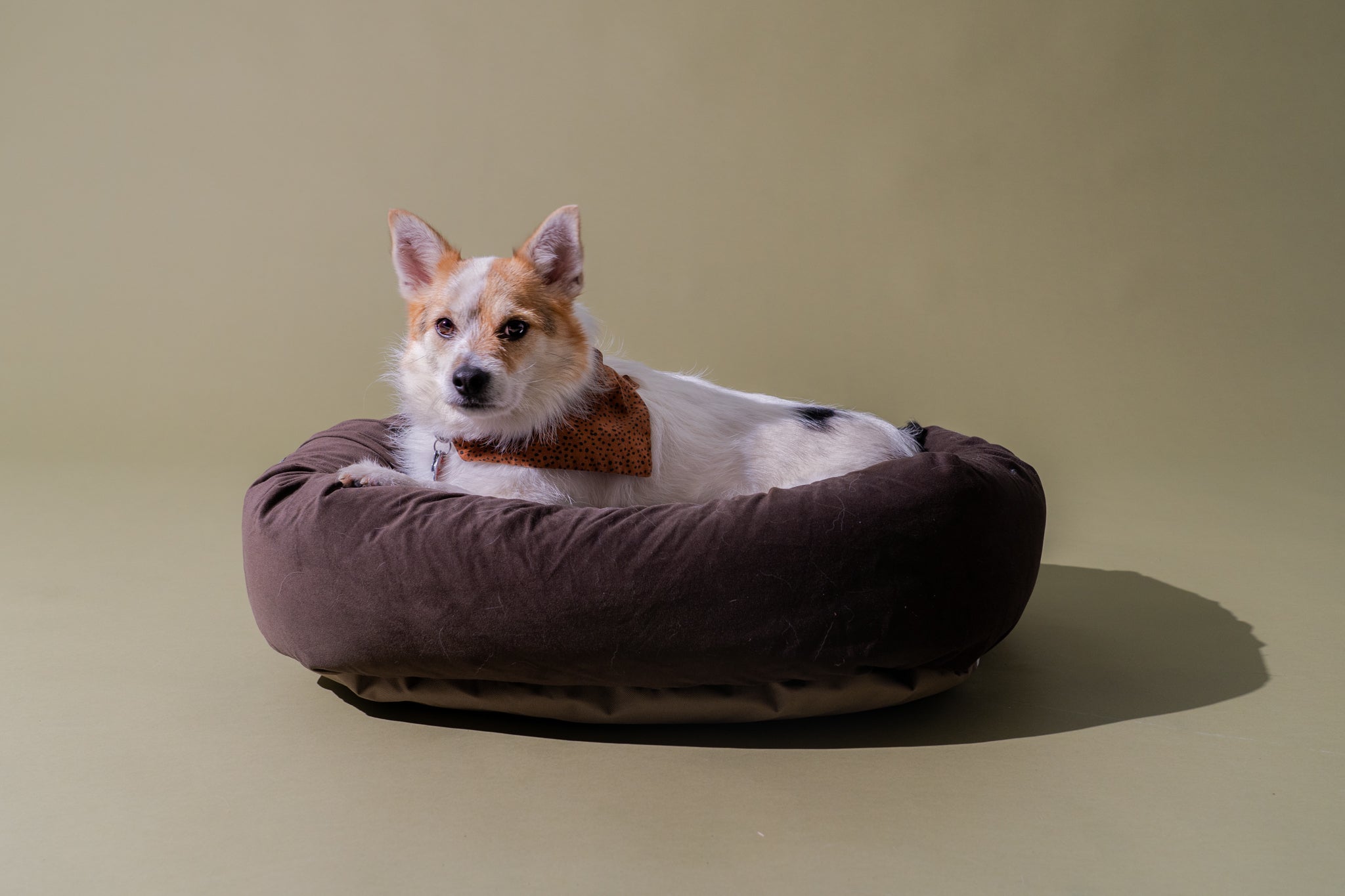 The Best Dog Bed Buying Guide