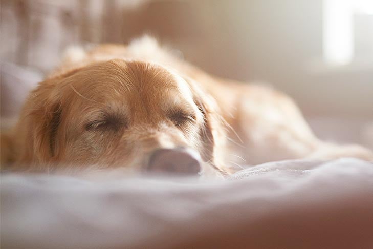 The Importance of Providing Dogs with Their Own Bed