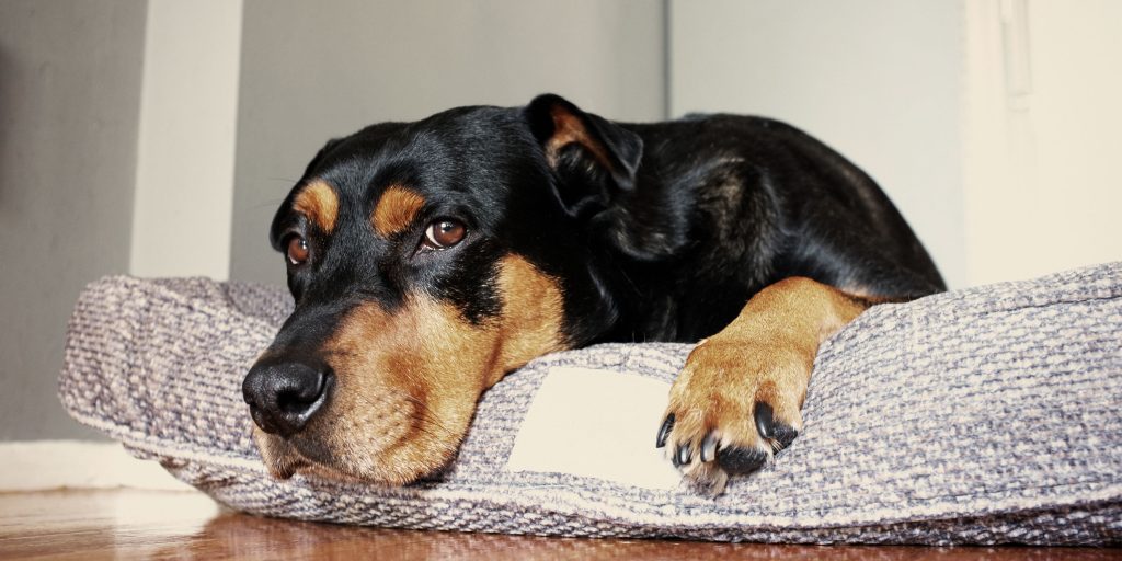 The Preference of Dogs: Round vs Square Beds