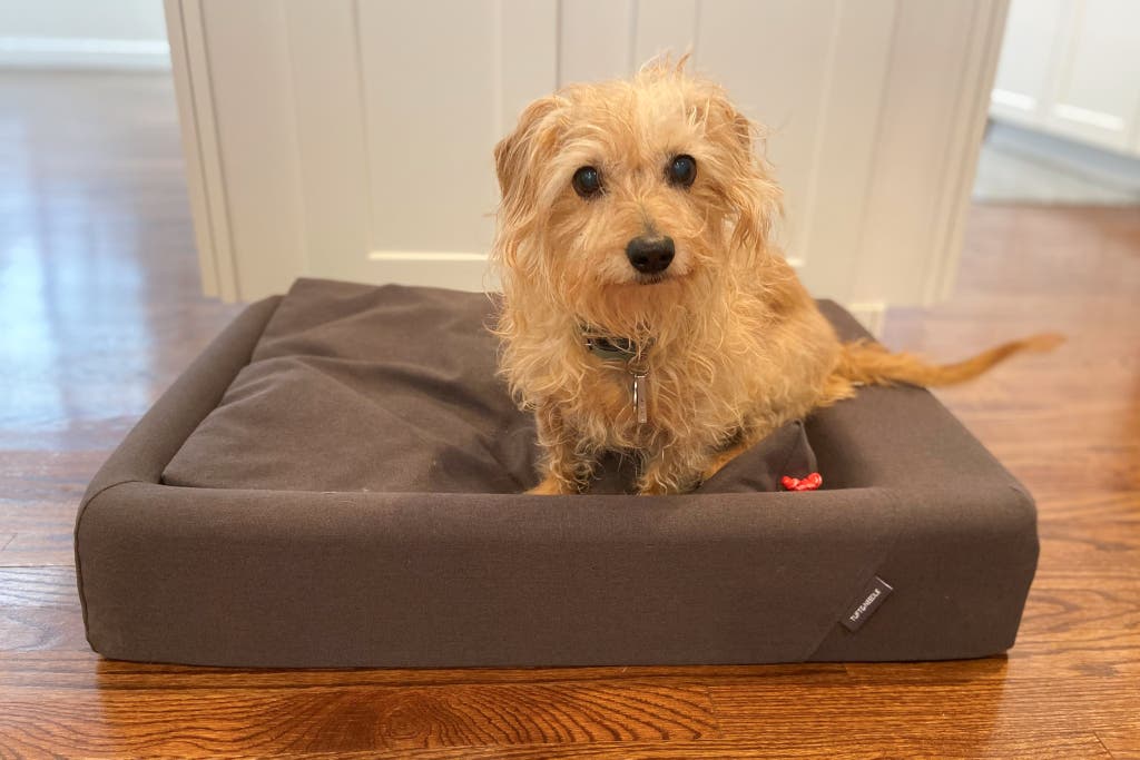 The Preference of Dogs: Round vs Square Beds