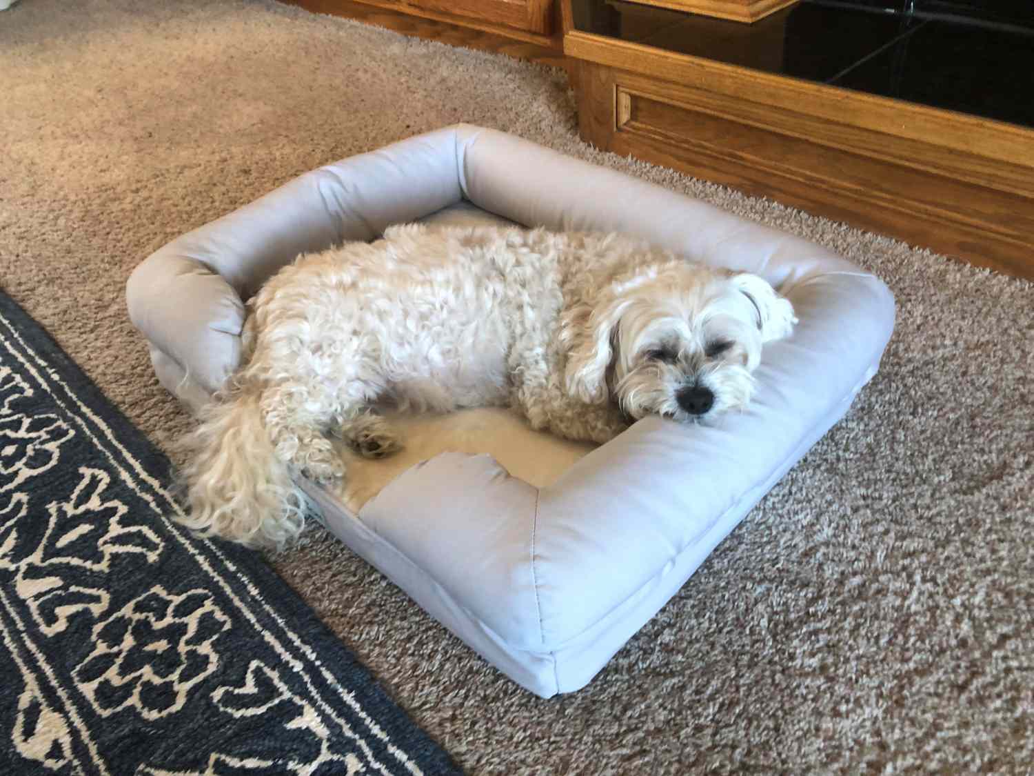 The Preference of Dogs: Round vs Square Beds