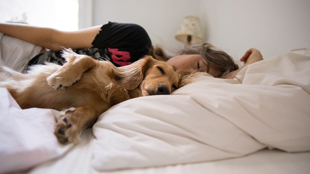 The Pros and Cons of Having Multiple Beds for Your Dog