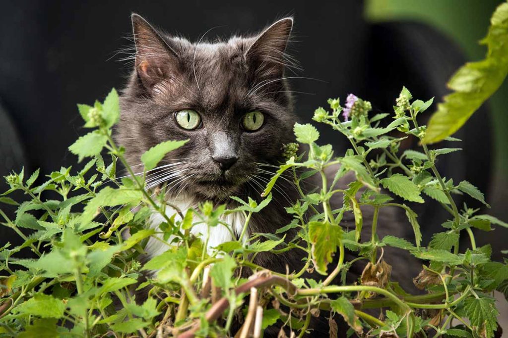 The Ultimate Guide to the Best Catnip for your Feline Friend