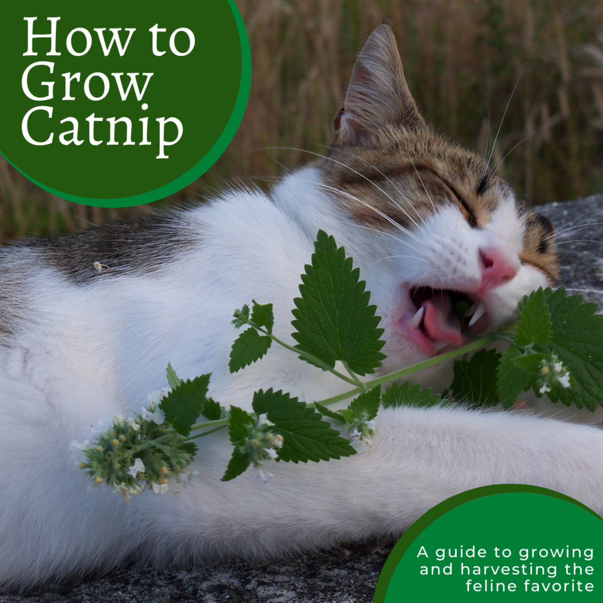 The Ultimate Guide to the Best Catnip for your Feline Friend