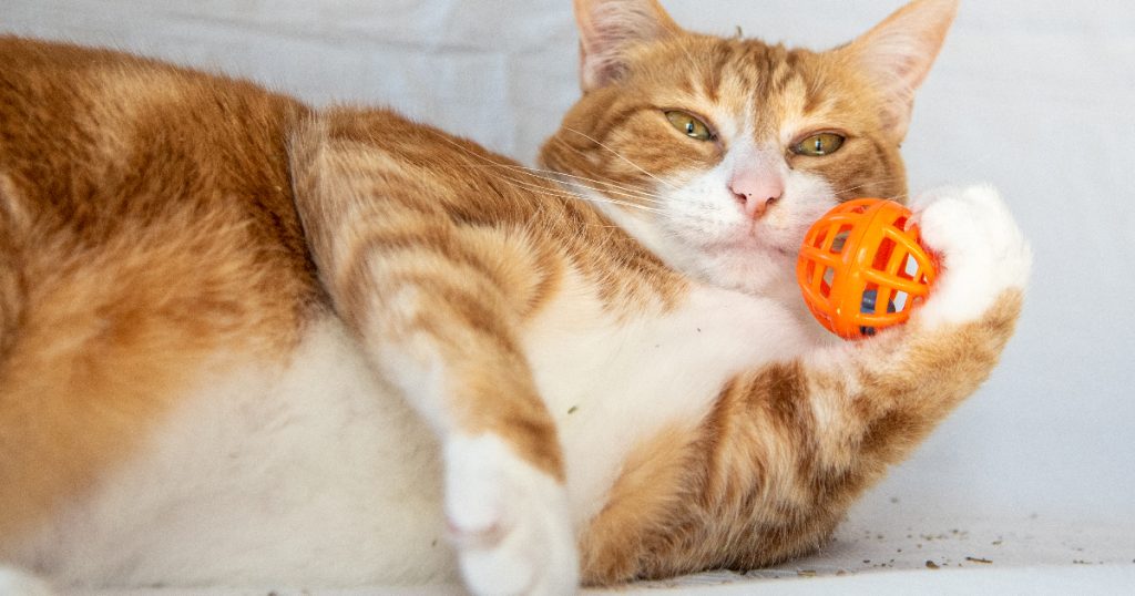 The Ultimate Guide to the Best Catnip for your Feline Friend