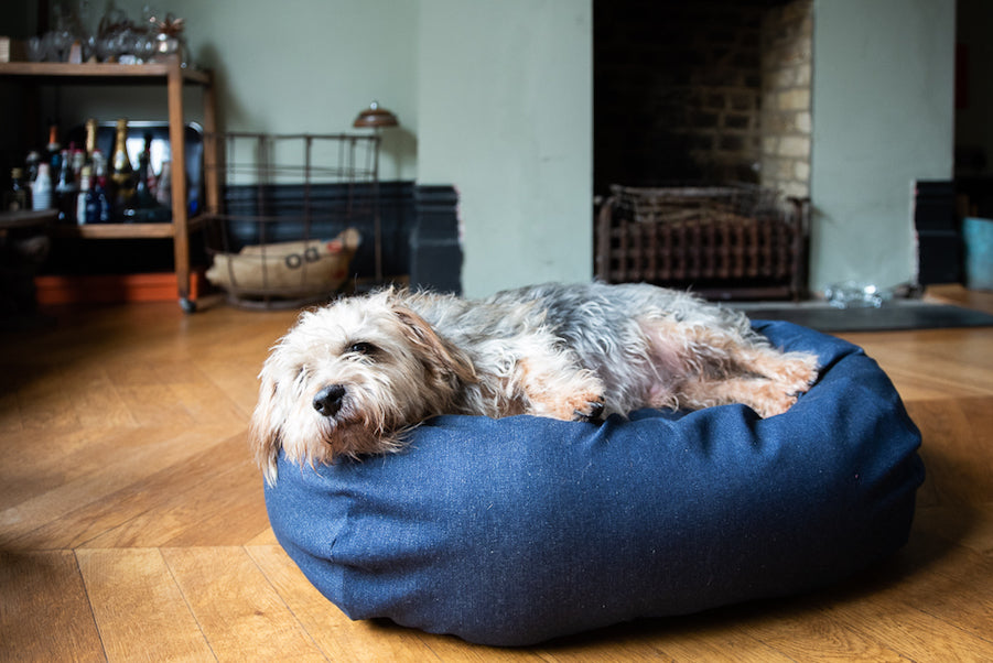 Things to Consider When Buying a Dog Bed