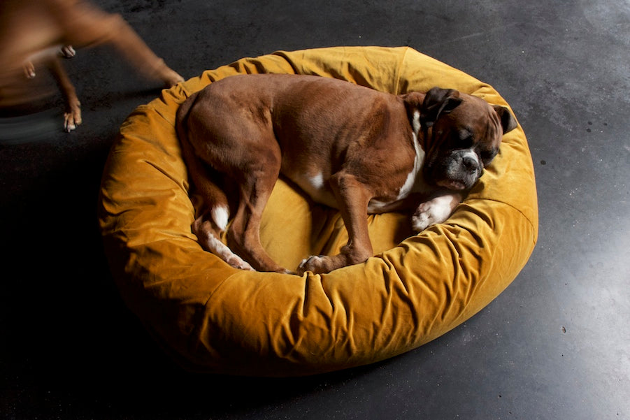 Things to Consider When Buying a Dog Bed