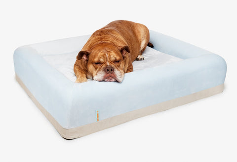 Things to Consider When Buying a Dog Bed