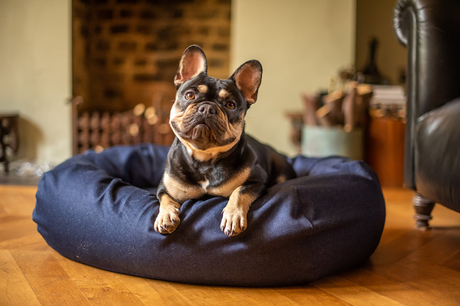 Things to Consider When Buying a Dog Bed