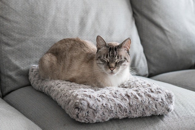 Top 10 Cat Beds for a Cozy Sleep