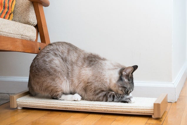 Top Rated Cat Scratching Posts