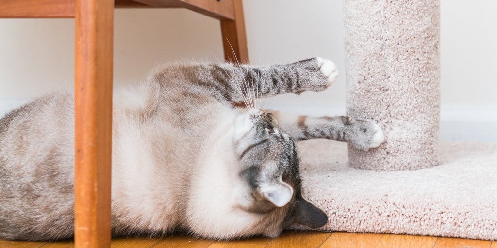 Top Rated Cat Scratching Posts