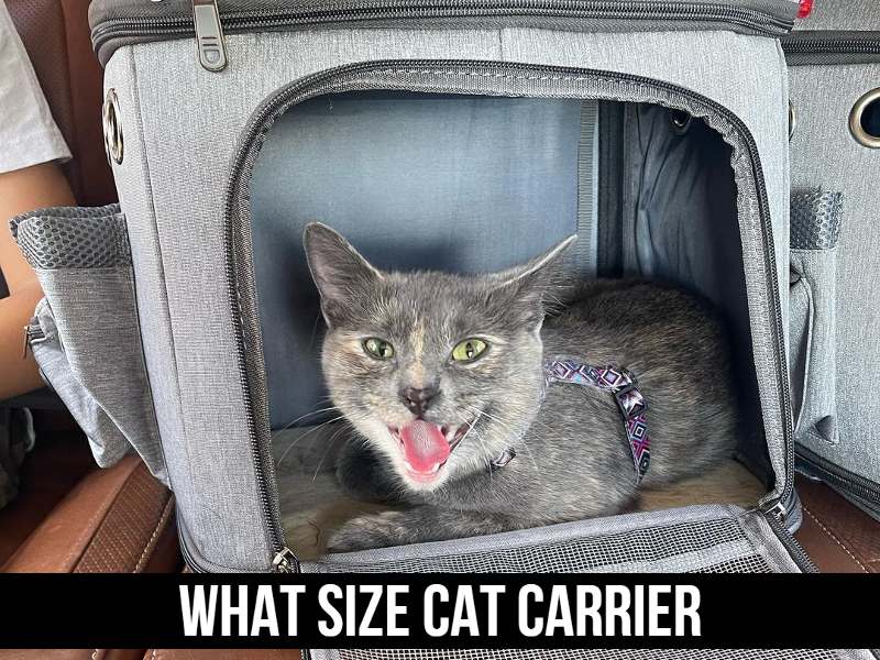 Ultimate Guide to Cat Carriers