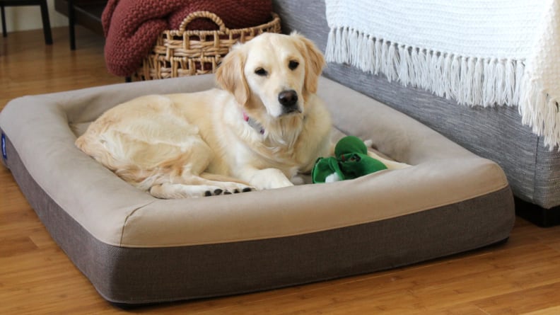 Are expensive dog beds worth it?