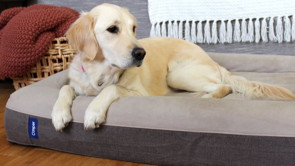 Are expensive dog beds worth it?