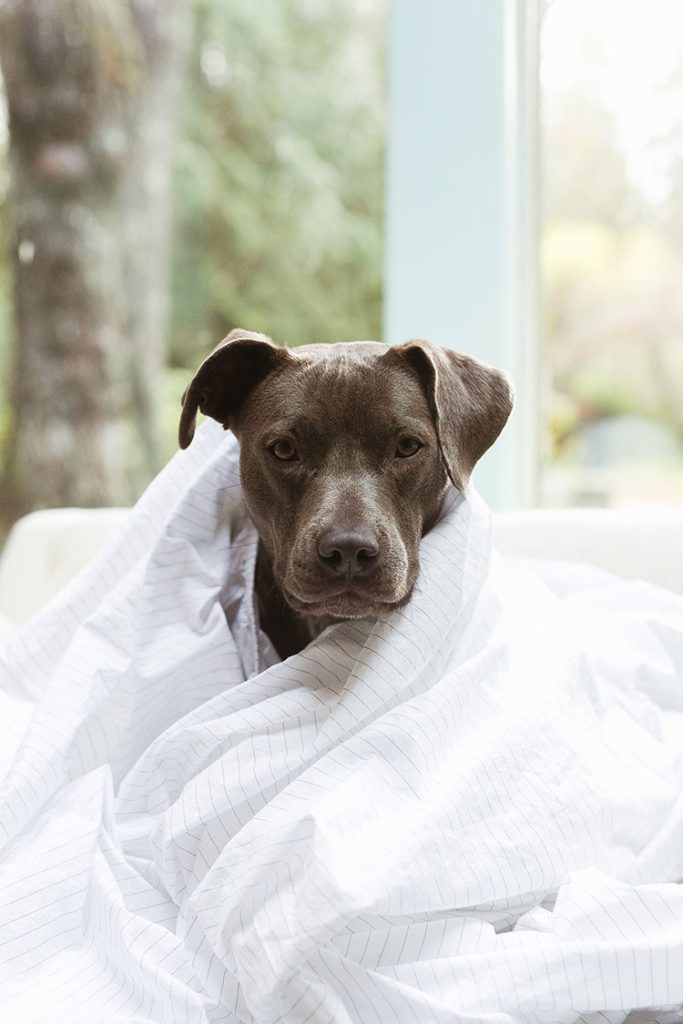 Choosing the Perfect Bedding for Your Dog