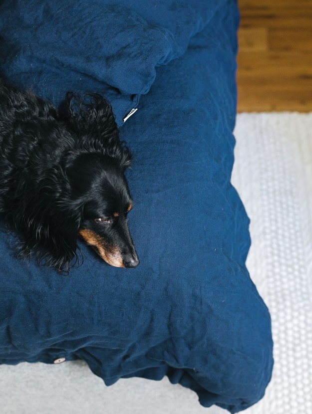 Choosing the Perfect Bedding for Your Dog